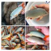 Cá heo nước ngọt Cung cấp mua bán Cá heo nướng giá rẻ tốt sỉ tươi sống  (3)