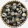Sò huyết chất lượng Cung cấp mua bán Sò huyết giá rẻ tốt sỉ bao ăn bao chất lượng (2)