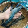 Tôm càng xanh cung cấp hải sản Hà Tĩnh sỉ giá rẻ tốt tươi ngon chắc thịt (3)