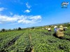 Top 3 Làng nghề truyền thống nổi tiếng nhất Lâm Đồng góp phần phát triển kinh tế địa phương
