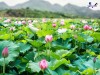 Top 9 Địa điểm đi chơi cuối tuần tại Đồng Tháp tham quan nổi tiếng