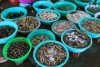 Top Địa chỉ bán hải sản tươi sống chất lượng nhất Tuyên Quang giao hàng nhanh chóng