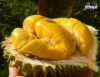 Top 2 cung cấp bán sầu riêng giá rẻ tốt chất lượng Hạ Long Quảng Ninh mùi cực thơm
