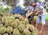 Top 3 cung cấp bán sầu riêng giá rẻ tốt chất lượng Cao Bằng tươi ngon nhất