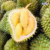 Top 3 cung cấp bán sầu riêng giá rẻ tốt chất lượng Thủ Dầu Một Bình Dương hàng tốt