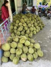 Top 4 cung cấp bán sầu riêng giá rẻ tốt chất lượng Lào Cai không bị sượng