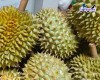 Top 5 cung cấp bán sầu riêng giá rẻ tốt chất lượng Đà Lạt Lâm Đồng bảo quản kĩ lưỡng
