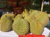 Top 5 cung cấp bán sầu riêng giá rẻ tốt chất lượng Thái Nguyên không có thuốc