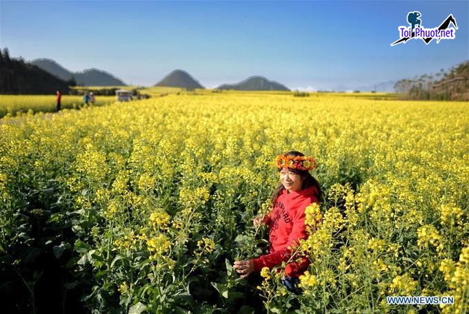 Dịch vụ tham quan cánh đồng hoa cải mùa đông vẻ đẹp mê mẩm khó cưỡng lại