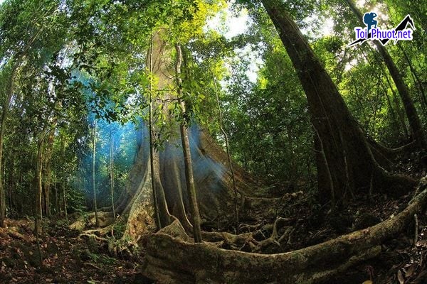 Dịch vụ tour săn bướm tại rừng Nam Cát Tiên đi săn mùa bướm rừng cực đẹp (3)