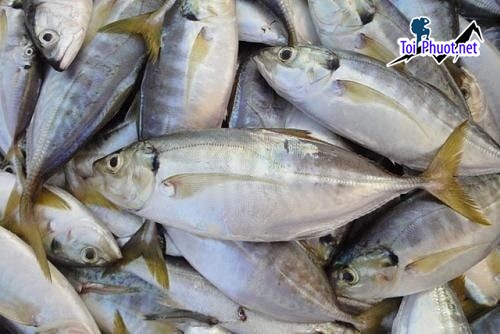 Cá bạc má 500g 550g Cung cấp mua bán Cá bạc má giá rẻ tốt sỉ sạch sẽ tiện lợi