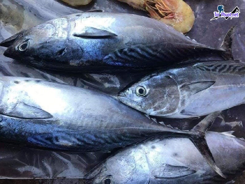 Cá ngừ đại dương mua ở đâu Cung cấp mua bán Cá ngừ tươi sống giá rẻ tốt sỉ cực tươi (1)