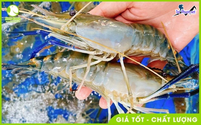 Chuyên bán Tôm càng xanh Cung cấp mua bán Tôm càng xanh giá rẻ tốt sỉ tươi ngon  (1)