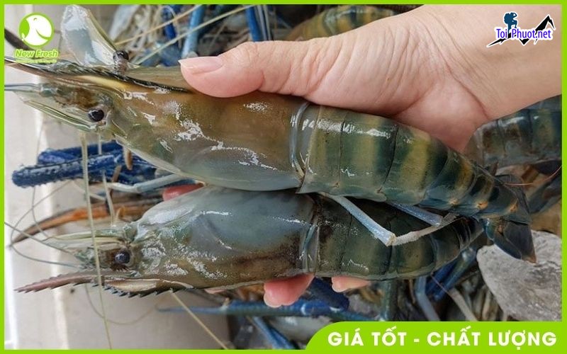 Chuyên bán Tôm càng xanh Cung cấp mua bán Tôm càng xanh giá rẻ tốt sỉ tươi ngon (2)