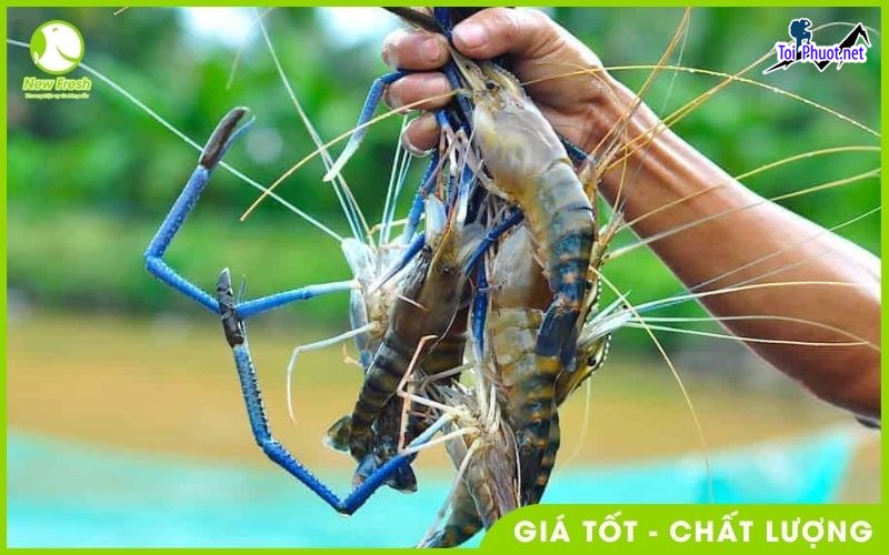 Chuyên bán Tôm càng xanh Cung cấp mua bán Tôm càng xanh giá rẻ tốt sỉ tươi ngon (3)