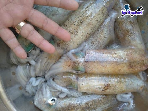 Đơn vị Cung cấp mực Nha Trang Khánh Hòa hải sản tươi sống giá sỉ tốt rẻ