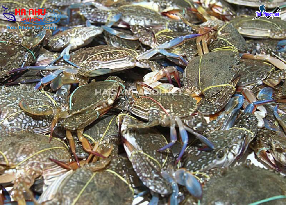 Ghẹ tươi ngon Cung cấp Ghẹ Phủ Lý Hà Nam hải sản tươi sống giá sỉ tốt rẻ ngon