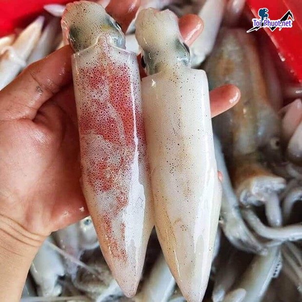 Giá Thị trường Cung cấp mua bán Mực ống giá rẻ tốt sỉ tiêu thụ số lượng lớn (1)