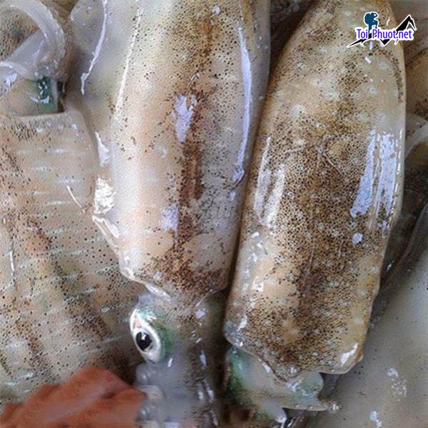 Hải sản Cung cấp mực Thủ Dầu Một Bình Dương hải sản tươi sống giá sỉ tốt rẻ giao hàng nhanh (1)