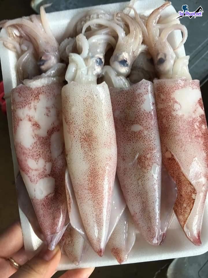Ngon ngọt Cung cấp mực Lai Châu hải sản tươi sống giá sỉ tốt rẻ