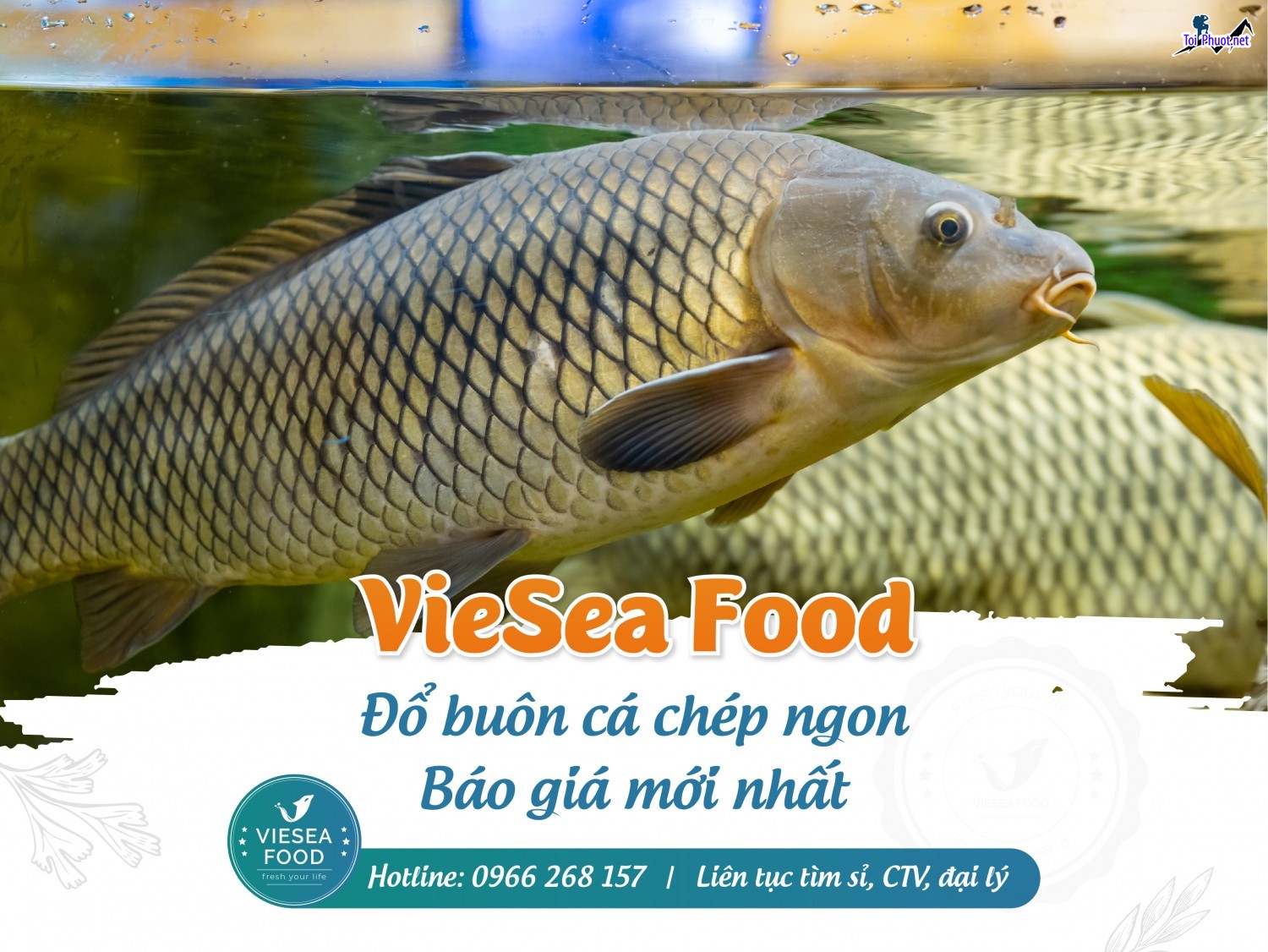 Nguồn Cung cấp mua bán Cá chép giá rẻ tốt sỉ tươi sống (1)