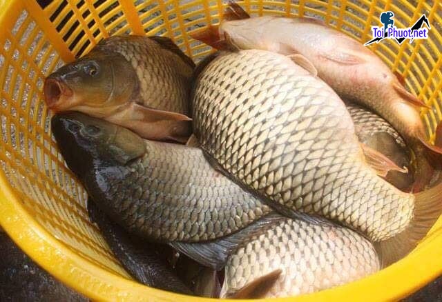 Nguồn Cung cấp mua bán Cá chép giá rẻ tốt sỉ tươi sống (2)