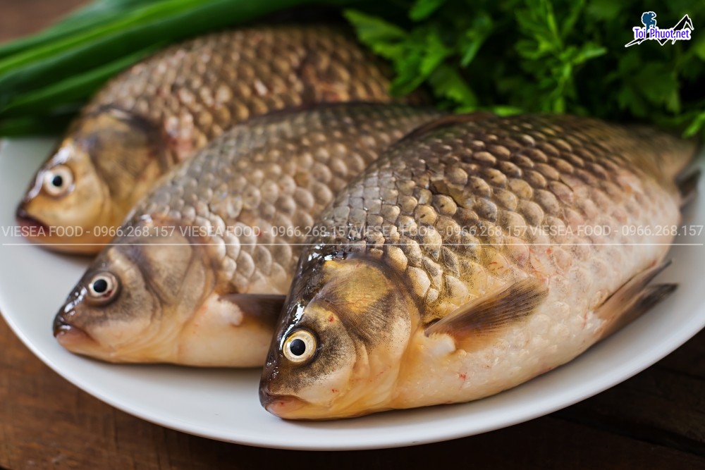 Nguồn Cung cấp mua bán Cá chép giá rẻ tốt sỉ tươi sống (3)