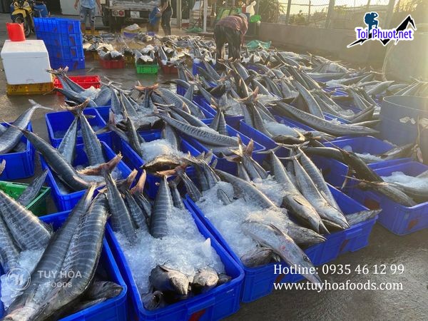 Nguồn hải sản cung cấp hải sản Quảng Ngãi sỉ giá rẻ tốt đa dạng loại khác nhau (1)