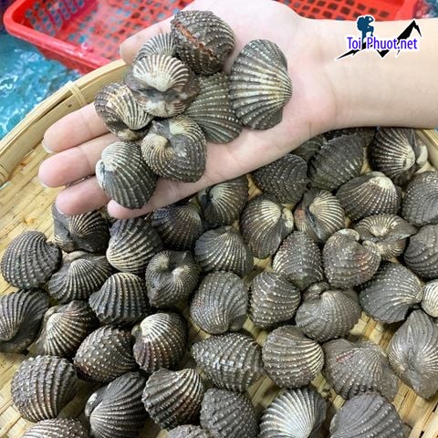 Sò huyết chất lượng Cung cấp mua bán Sò huyết giá rẻ tốt sỉ bao ăn bao chất lượng (1)