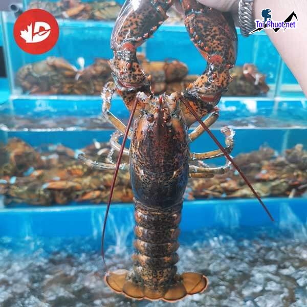 Tôm hùm alaska Cung cấp tôm hùm hải sản Đà nẵng tươi sống giá sỉ tốt rẻ tốt nhất (4)