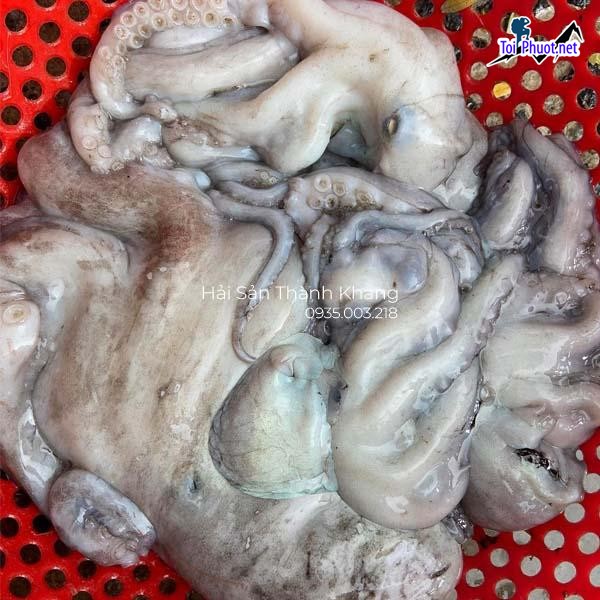 Vựa bạch tuộc Vũ Thư Cung cấp mua bán giá Hải sản bạch tuộc rẻ tốt sỉ (1)