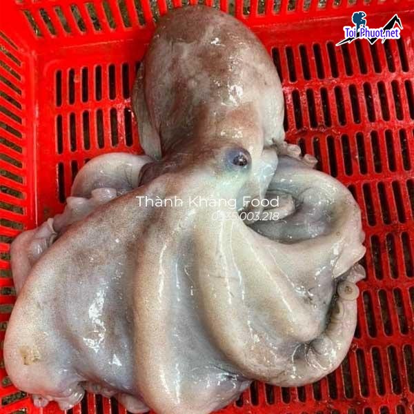 Vựa bạch tuộc Vũ Thư Cung cấp mua bán giá Hải sản bạch tuộc rẻ tốt sỉ (3)