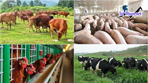 Top 10 Công ty thức ăn chăn nuôi chất lượng hàng đầu Hà Nội nổi tiếng (2)