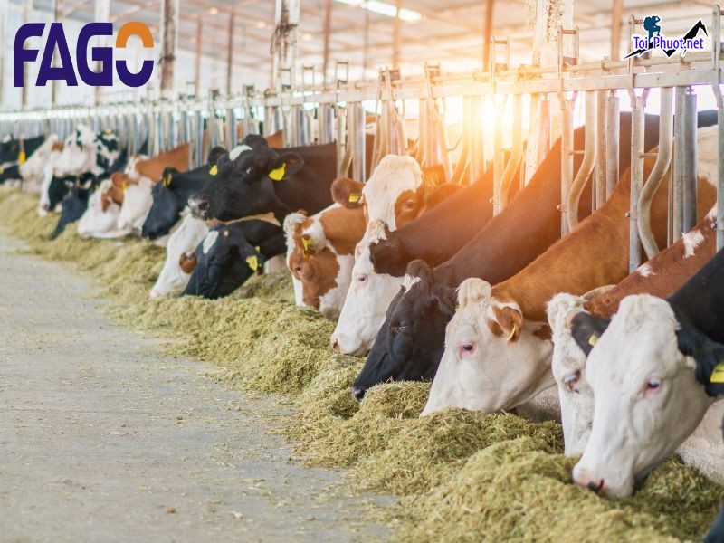 Top 10 Công ty thức ăn chăn nuôi chất lượng hàng đầu Hà Nội nổi tiếng (3)