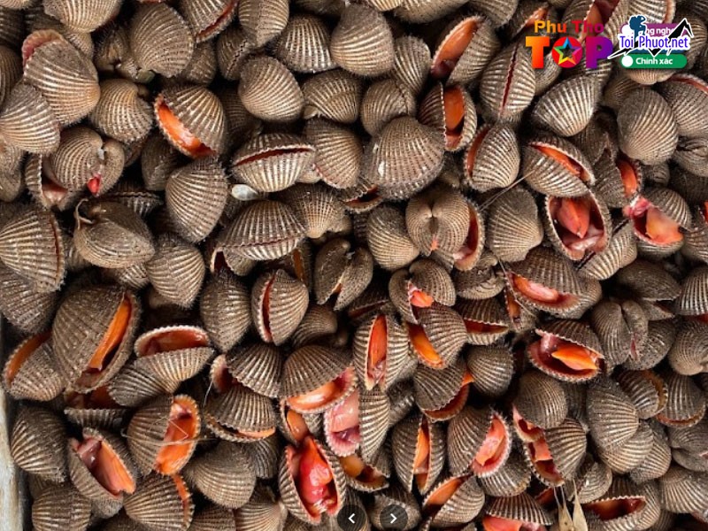 Top 3 Địa chỉ bán hải sản tươi sống chất lượng nhất Phú Thọ tươi ngon nhất (1)