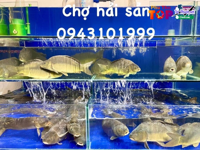 Top 3 Địa chỉ bán hải sản tươi sống chất lượng nhất Phú Thọ tươi ngon nhất (3)