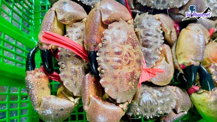 Top 5 Địa chỉ bán hải sản tươi sống chất lượng nhất Hải Phòng Chất lượng đảm bảo Bao ăn ngon (2)