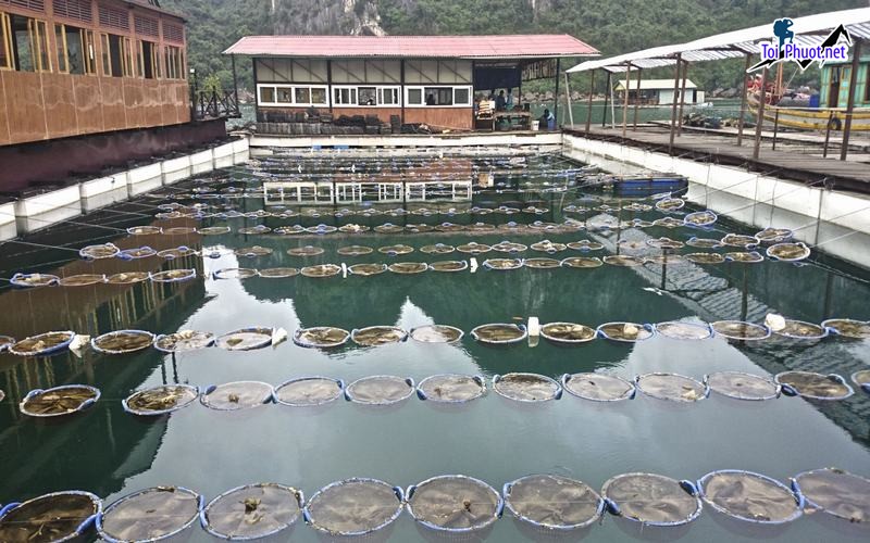 Top 5 Làng nghề truyền thống nổi tiếng nhất Quảng Ninh thu hút khách du lịch trong và ngoài nước (2)