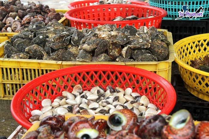 Top 7 Địa chỉ bán hải sản tươi sống chất lượng nhất Nghệ An Hàng chuẩn cân, chất lượng đảm bảo (1)