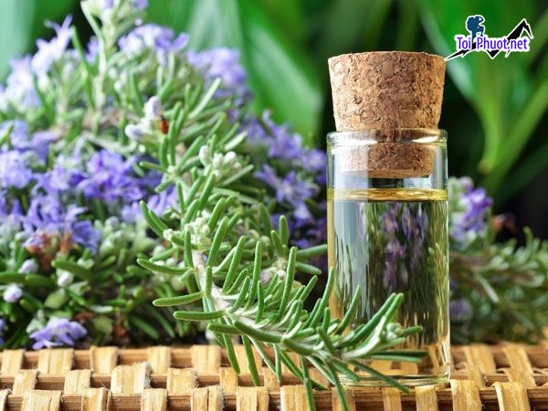 Top 8 Địa chỉ mua tinh dầu tốt nhất Quảng Trị thơm mùi dễ chịu (5)