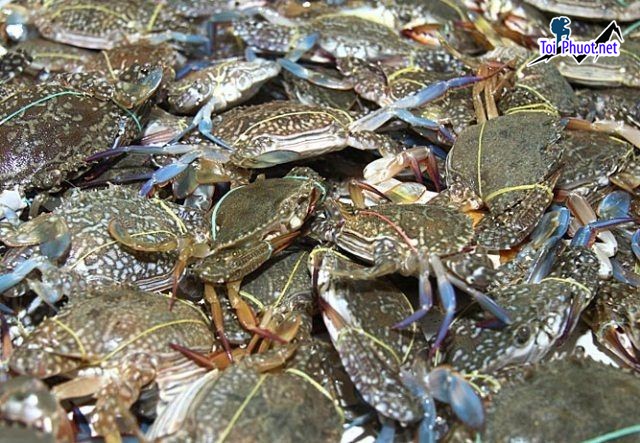 Top 9 Địa chỉ bán hải sản tươi sống chất lượng nhất Cần Thơ đặt lợi ích của khách hàng lên hàng đầu (1)