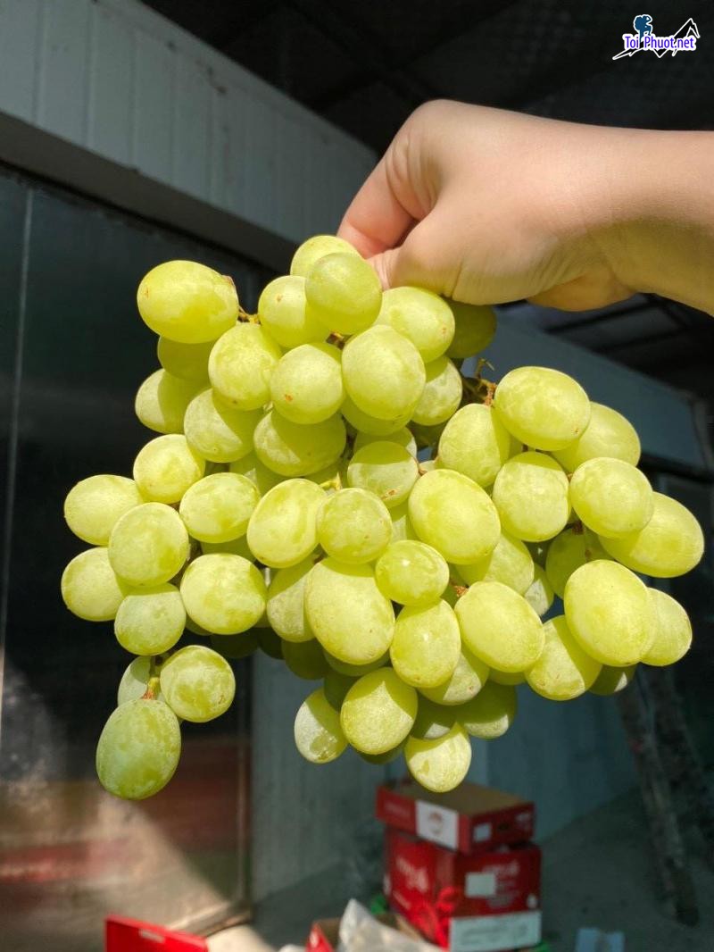 Top 9 Địa chỉ bán trái cây nhập khẩu chất lượng Hà Nội nhiều người tin dùng (6)