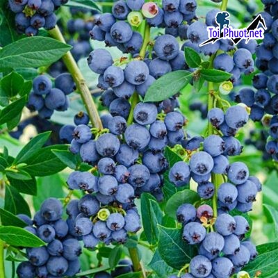 Top 9 Địa chỉ bán trái cây nhập khẩu chất lượng Quảng Ngãi độc đáo, mới lạ (2)