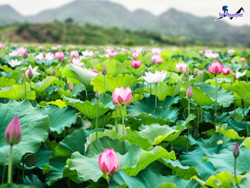 Top 9 Địa điểm đi chơi cuối tuần tại Đồng Tháp tham quan nổi tiếng  (1)