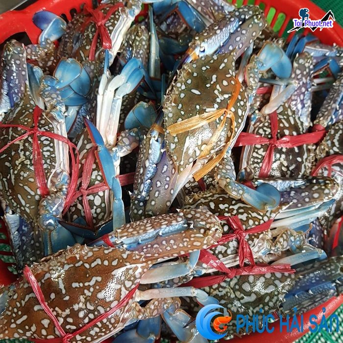 Top Địa chỉ bán hải sản tươi sống chất lượng nhất Hà Tĩnh uy tín hàng đầu (3)