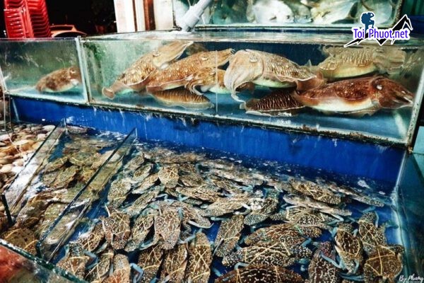 Top Địa chỉ bán hải sản tươi sống chất lượng nhất Sơn La tươi ngon (3)