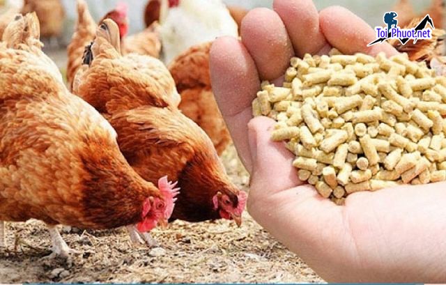 Top 10 bán thức ăn gia súc gia cầm Cà Mau đáp ứng mọi nhu cầu của thị trường (5)