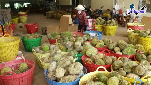 Top 2 cung cấp bán sầu riêng giá rẻ tốt chất lượng Lạng Sơn được mua nhiều nhất (1)