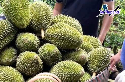 Top 2 cung cấp bán sầu riêng giá rẻ tốt chất lượng Lạng Sơn được mua nhiều nhất (2)