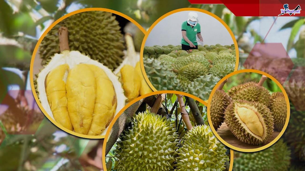 Top 2 cung cấp bán sầu riêng giá rẻ tốt chất lượng Nam Định ngon bổ rẻ (1)